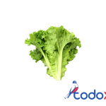Lechuga 1mazo
