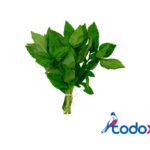 Albahaca 1mazo